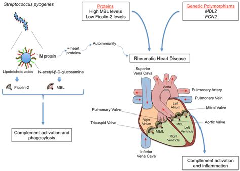 beta strep|Rheumatic fever .